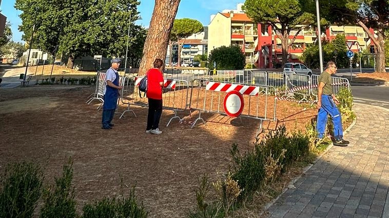 Spazi pubblici e alberi a rischio. Il pino di via Larga non sarà tagliato