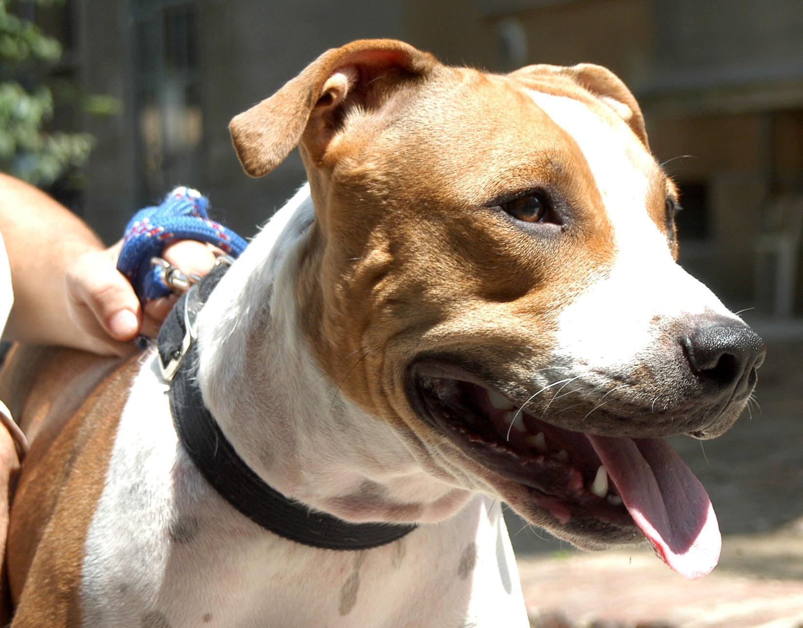 Pitbull Sul Letto Del Cane Che Guarda La Telecamera Fotografia Stock -  Immagine di cane, razza: 237537610