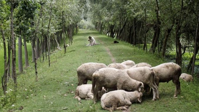 Anche i cani non bastano per difendere le greggi