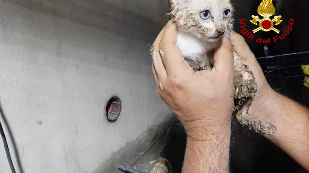 Incastrato dentro un tubo, salvato un piccolo gattino