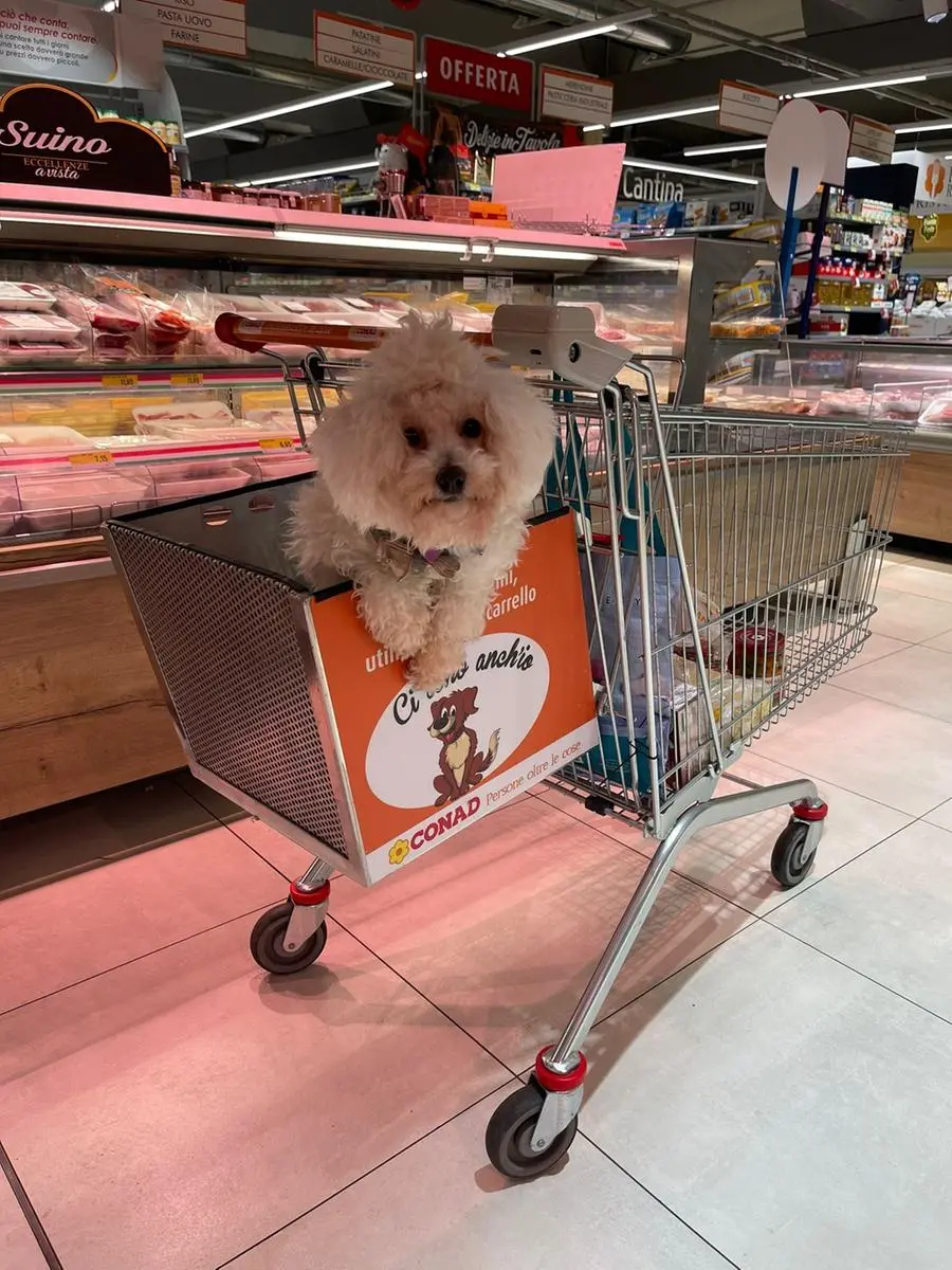 CALUSO. Cane a bordo arrivano i carrelli per fare la spesa con Fido -  Giornale La Voce