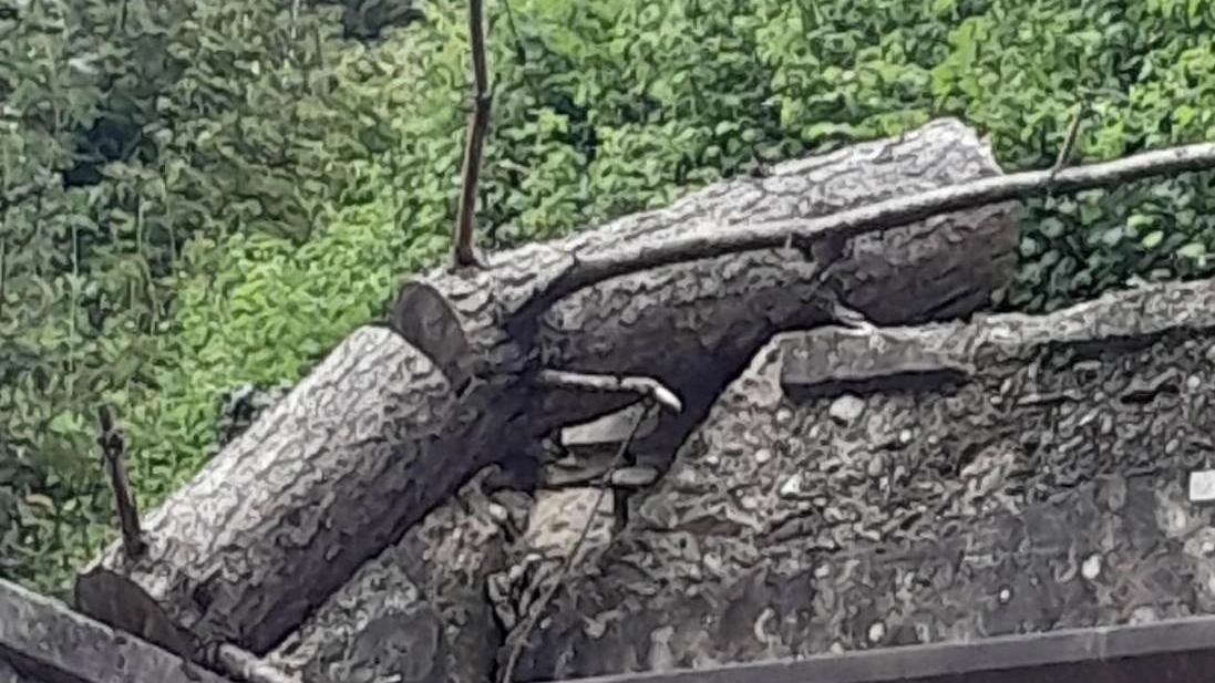 In bilico sulle tombe, albero si abbatte sul cimitero