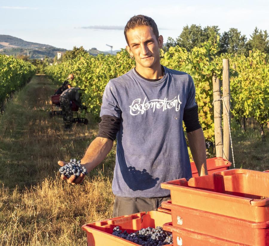 Vendemmia Al Via Si Spera Nel Treno Della Ripartenza