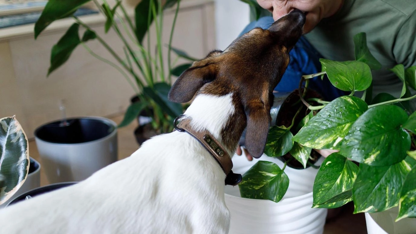 Parte l’iniziativa ‘Adotta un cane’. Ecco come fare