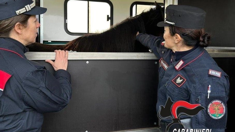 Cavallo e cane tenuti male. I carabinieri li sequestrano