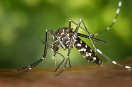 Nuovo caso di Dengue a Firenze