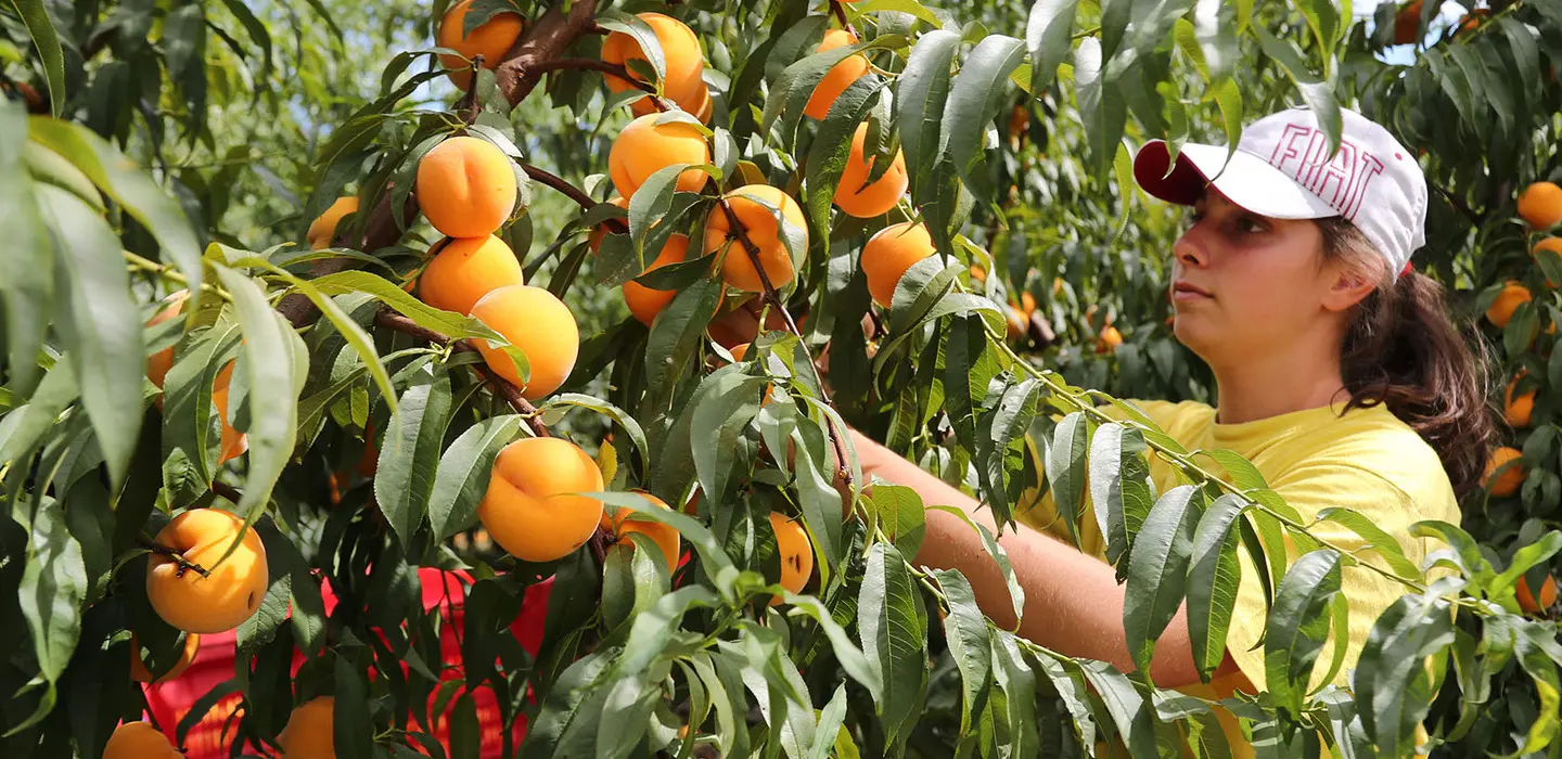 Raccolta frutta mancano gli stagionali ai giovani non interessa pi