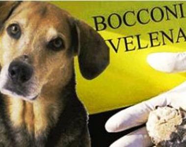 Grosseto, bocconi avvelenati sulle Mura: muore un cane