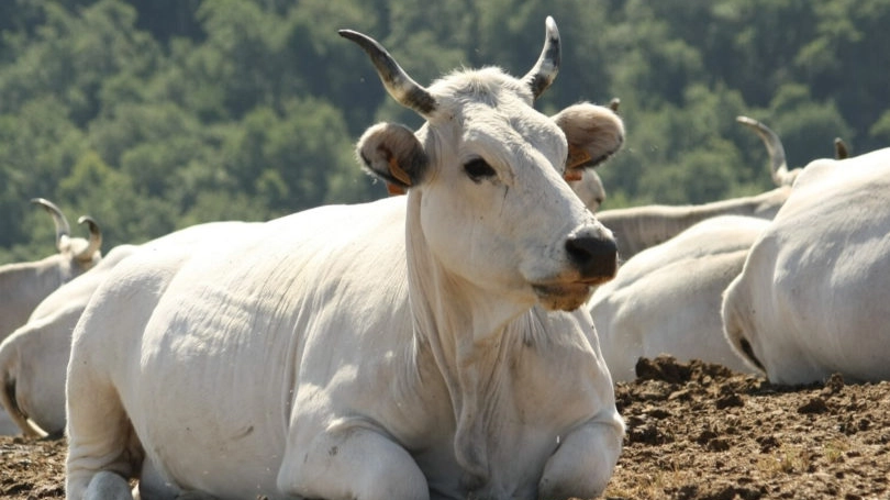 Torna la mostra nazionale dei bovini di razza chianina a Ponte Presale di Sestino