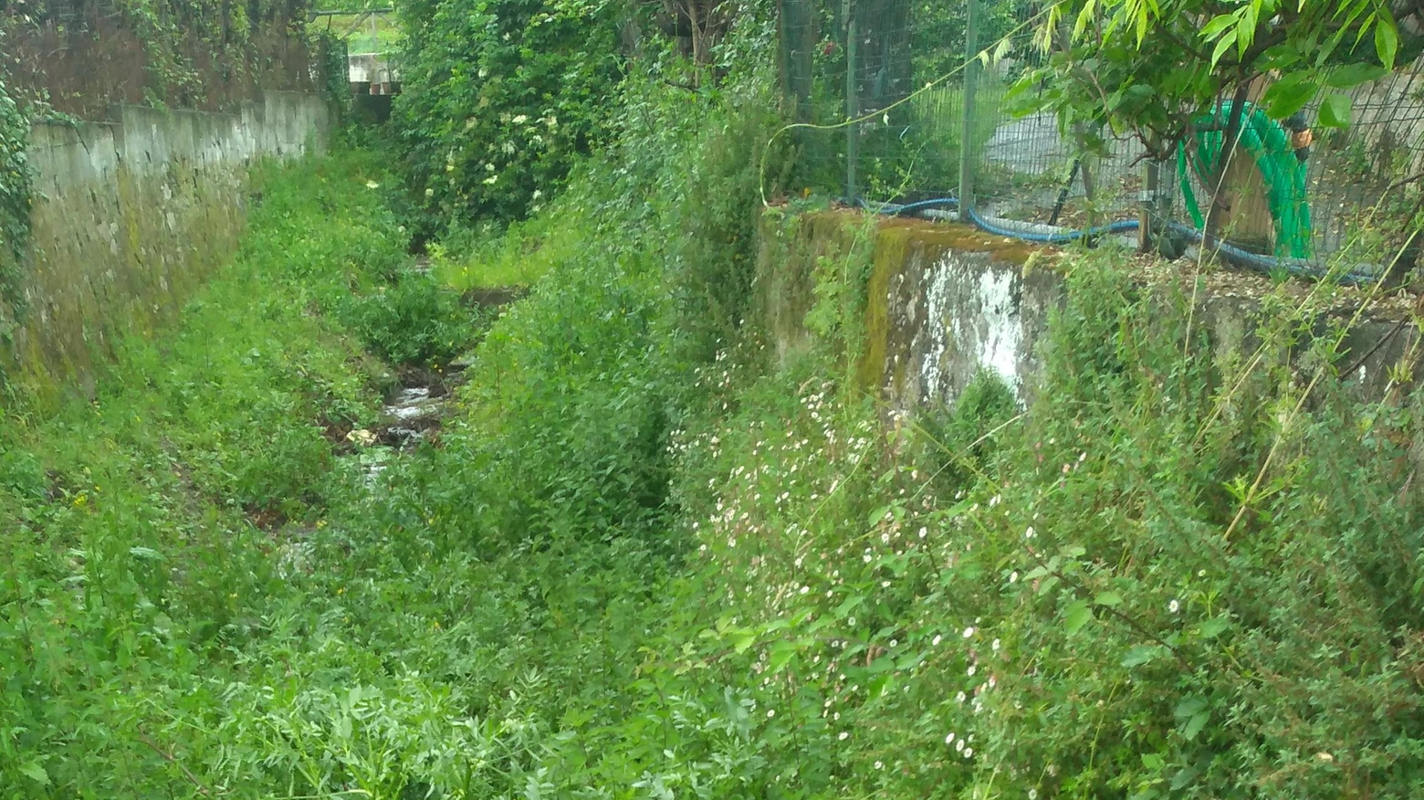 Erba nel Rio Strettoia  "Rischio di alluvioni"