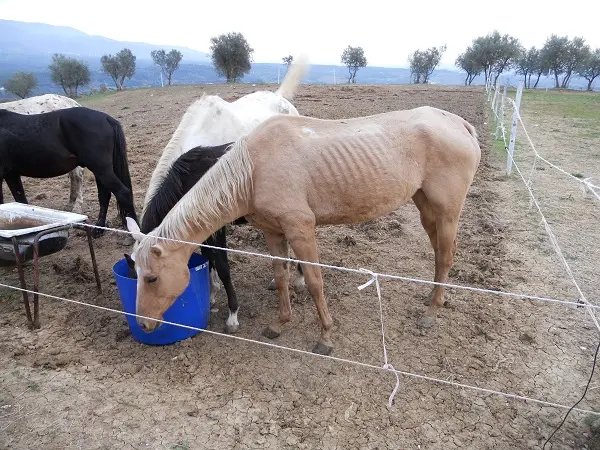 Cavalli stressati, ecco cosa fanno per calmarsi