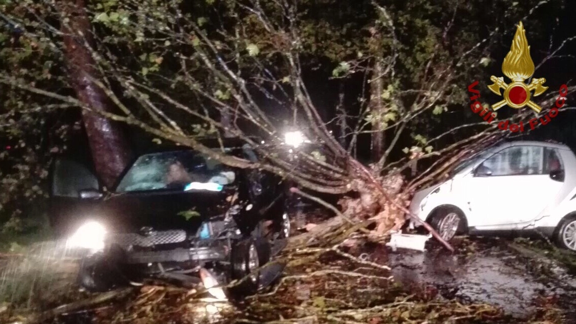 Le auto colpite dal platano sull'Arnaccio (Pisa)