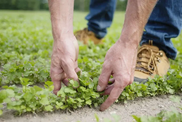 Siccità, Toscana in crisi nera. Agricoltura in pericolo / I DATI