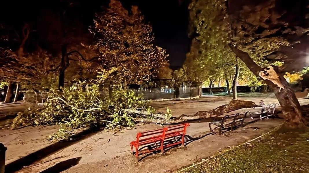 Raffiche di vento: alberi spezzati nei parchi (Foto di repertorio)