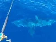 Il mistero dello squalo "Incontri pericolosi? Se capitano a un sub deve restare immobile"