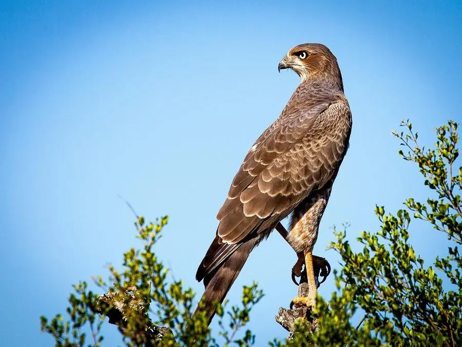 Thiene. Debutta il falco 'scaccia-piccione'. Non li uccide. Video e  fotogallery - AltoVicentinOnline