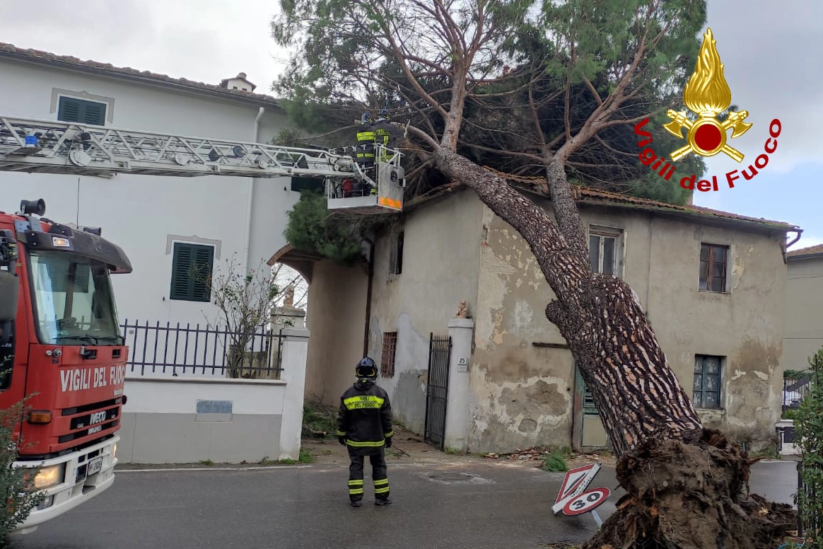 L'albero caduto a Quarrata