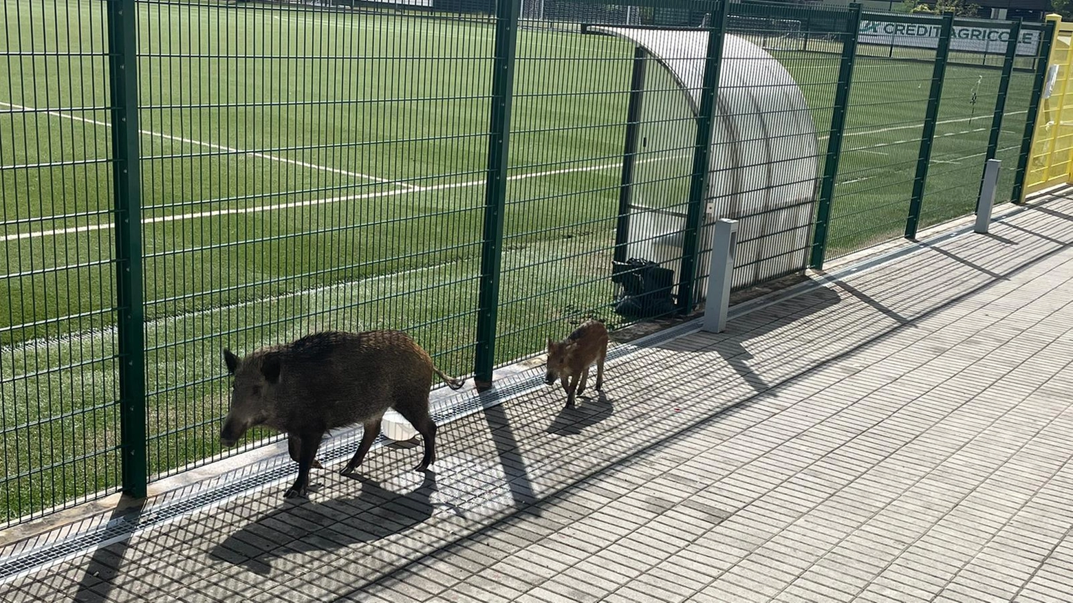 Ferdeghini ostaggio dei cinghiali  Presidio degli animalisti ai cancelli  per bloccare il pick up dei forestali