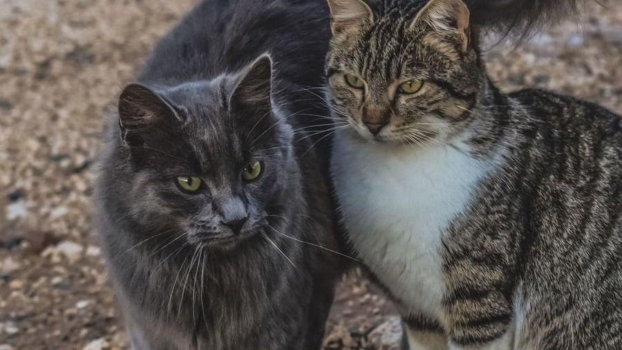 Negli ultimi mesi ci sono stati diversi episodi di gatti uccisi e decapitati a Livorno