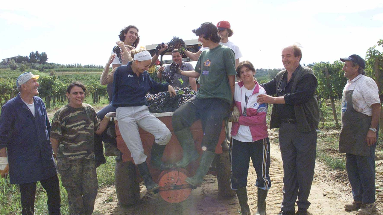 Vendemmia, la tecnologia ‘mangia’ posti di lavoro: meno stagionali tra i filari delle vigne