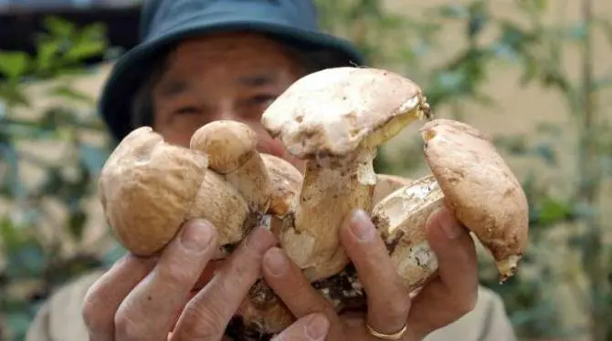 Funghi, nuove regole per la raccolta in Toscana