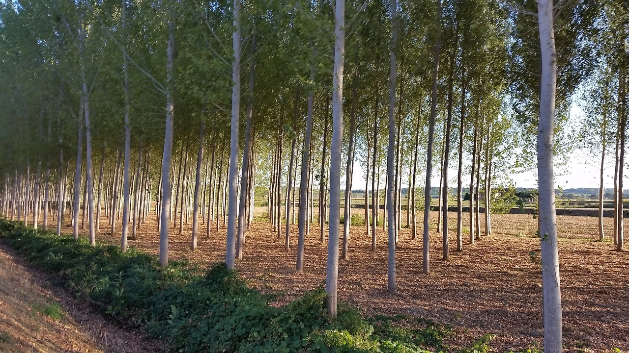 Il Padule di Fucecchio