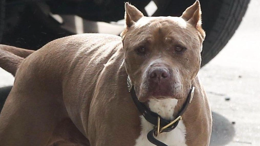 Pitbull troppo aggressivo in via Grieg. I residenti: "Abbiamo paura"