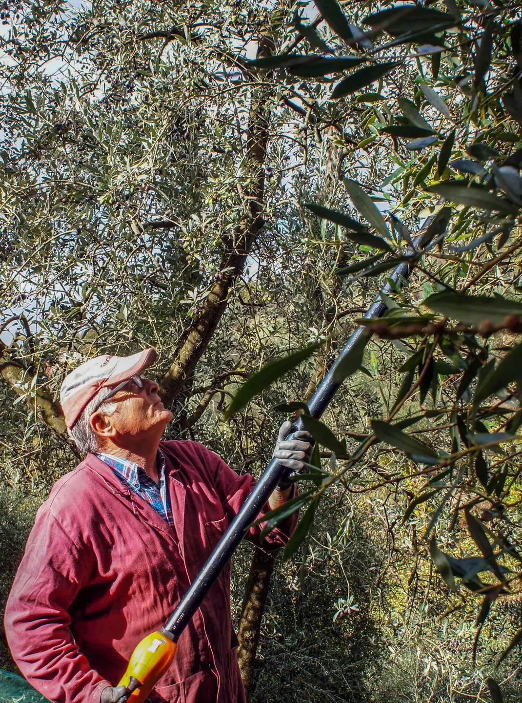 Olive, cronaca di un disastro annunciato