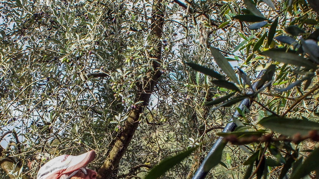  Un produttore raccoglie le olive mature dalle sue piante (foto di repertorio)