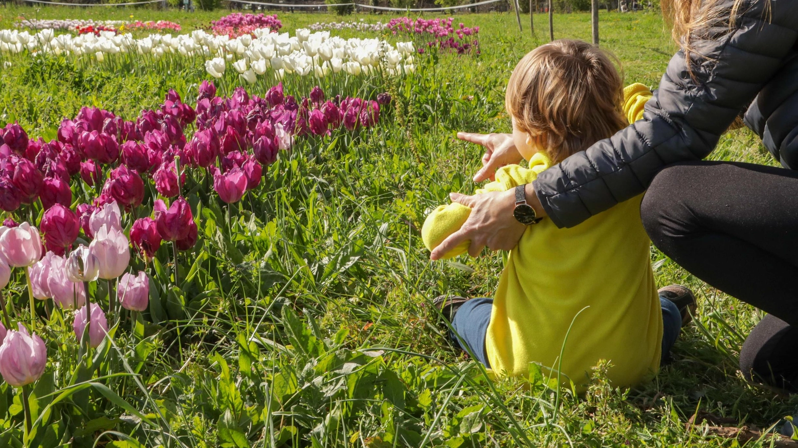 Il parco di tulipani resta senza fiori. Rubati i bulbi piantati nell’area