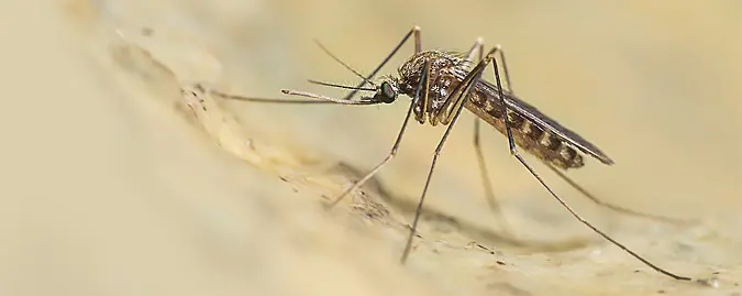 Virus West Nile, la Toscana adotta il piano di sorveglianza