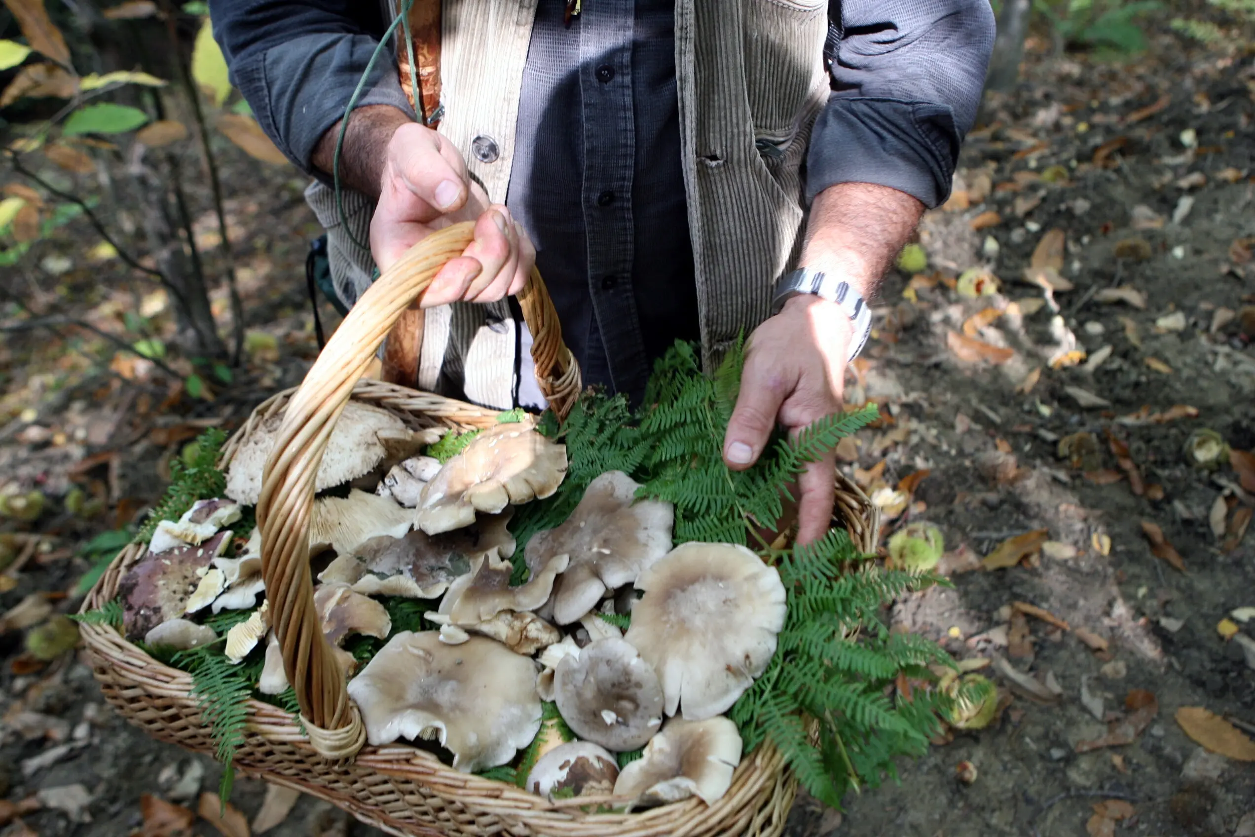 Intossicazione da funghi, i sintomi. Ecco cosa fare