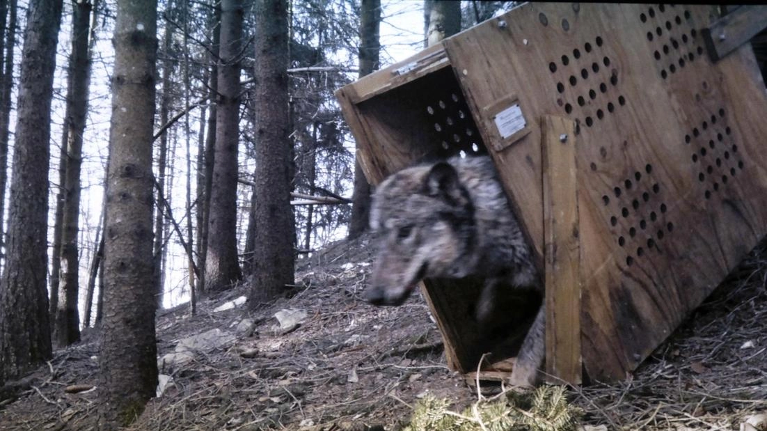 Il ’conflitto’ con i lupi. Film sul monitoraggio con i radiocollari hi-tech: "La batteria dura 3 anni"