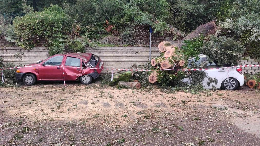 Un gigantesco albero cade sulle auto in sosta. Tragedia sfiorata