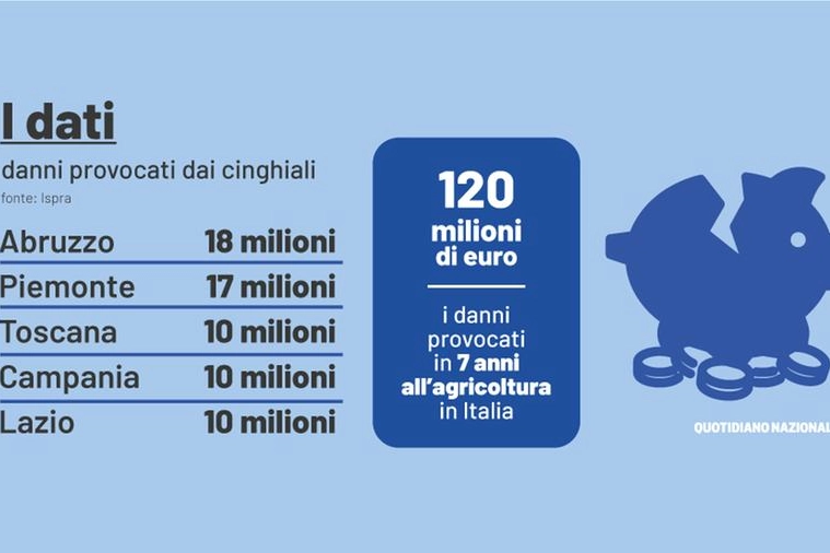 Cinghiali e danni all'agricoltura: i dati Ispra