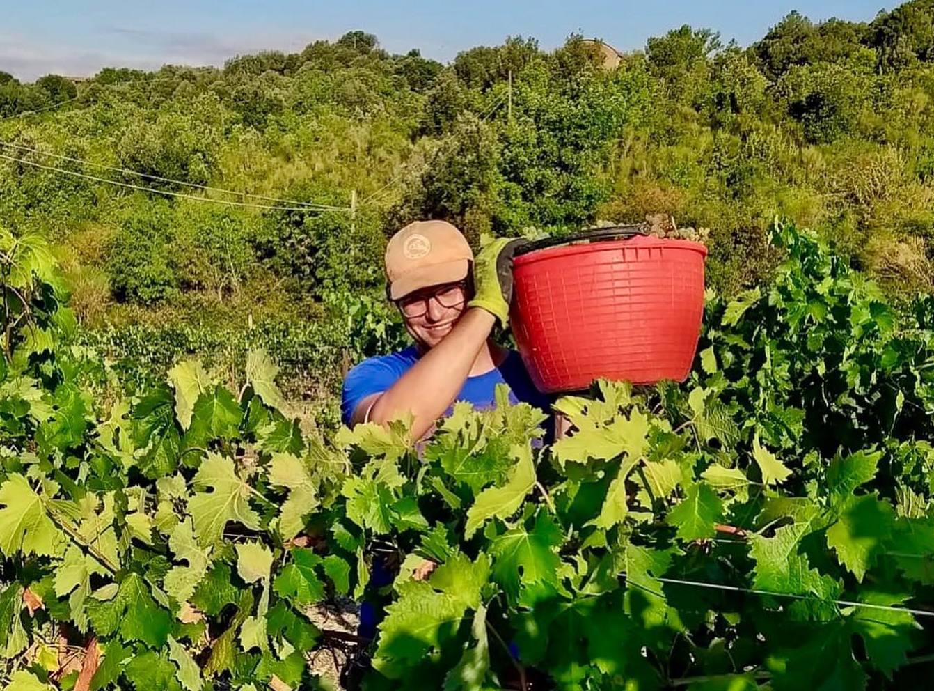 Agricoltura in crisi ad Arezzo pioggia gelate e peronospera