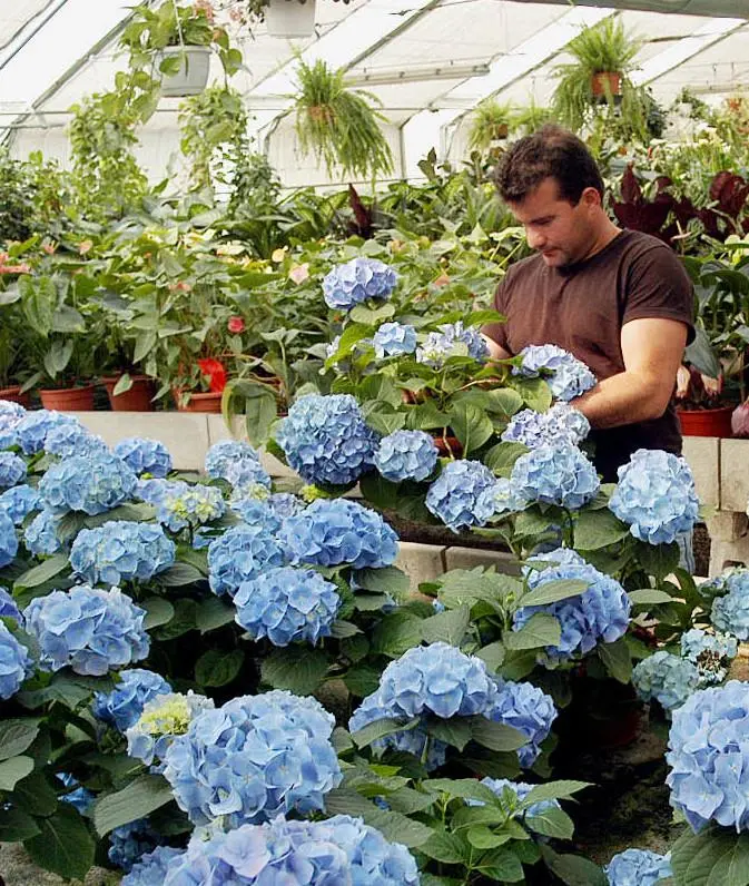 San Valentino, la floricoltura è ottimista