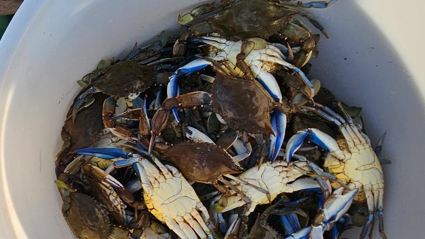 Granchio blu incubo dei pescatori anche all’Argentario