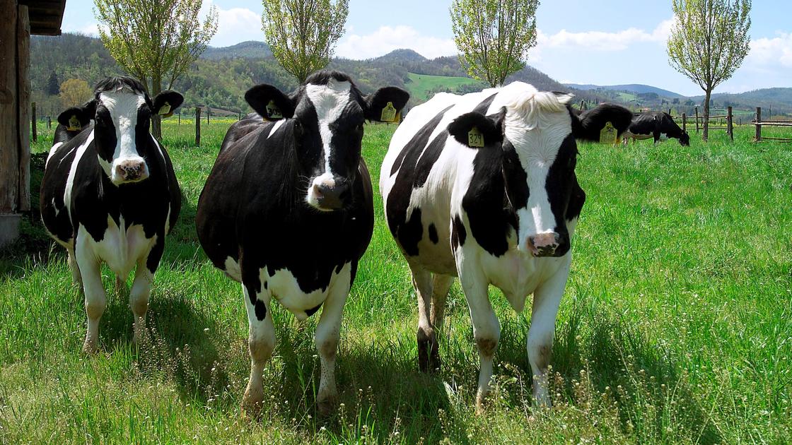 Allevamenti, incubo avvelenamento: scattano le indagini a Varese Ligure