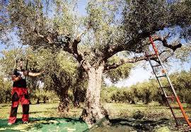 Cortona, al via la raccolta delle olive: caldo e scarse piogge hanno inibito la mosca, ma anche rallentato la crescita