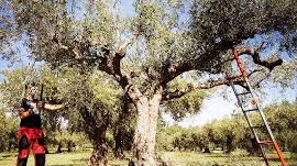 Raccolta olive