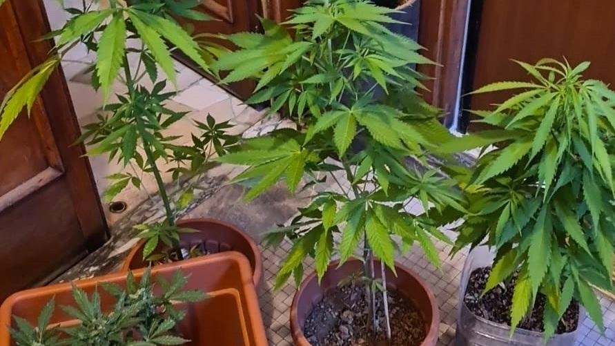I “cugini della marijuana“. La coltivavano in casa. Il blitz e le due denunce