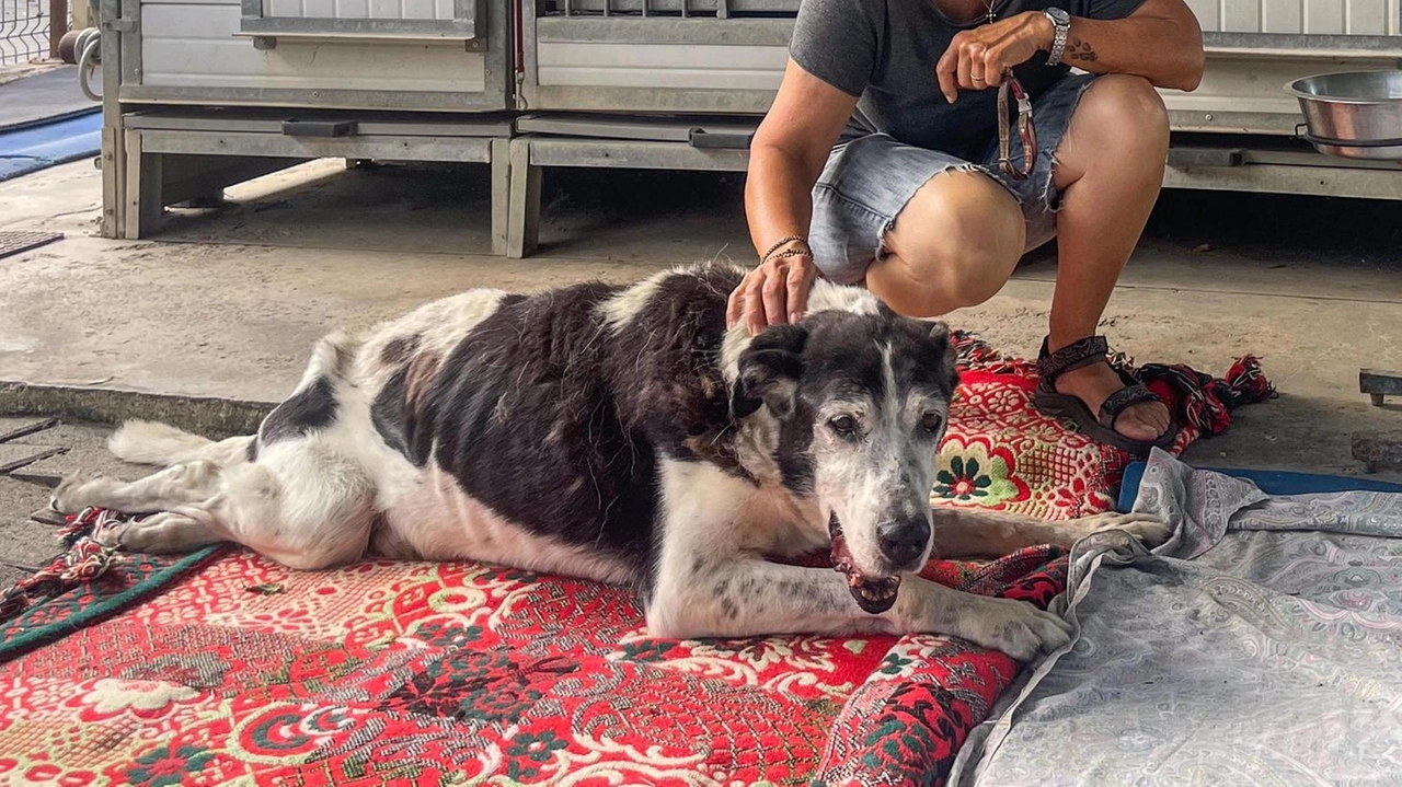 EMPOLI Un fine settimana dedicato al migliore amico dell’uomo: il cane sarà infatti al centro della due giorni di iniziative nell’ambito...