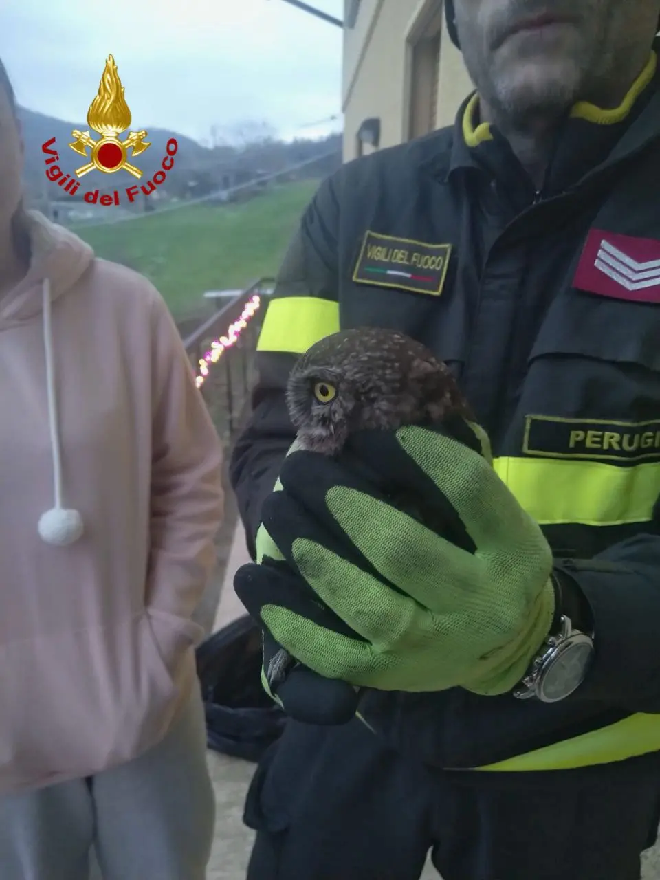 Gubbio, i vigili del fuoco salvano una piccola civetta