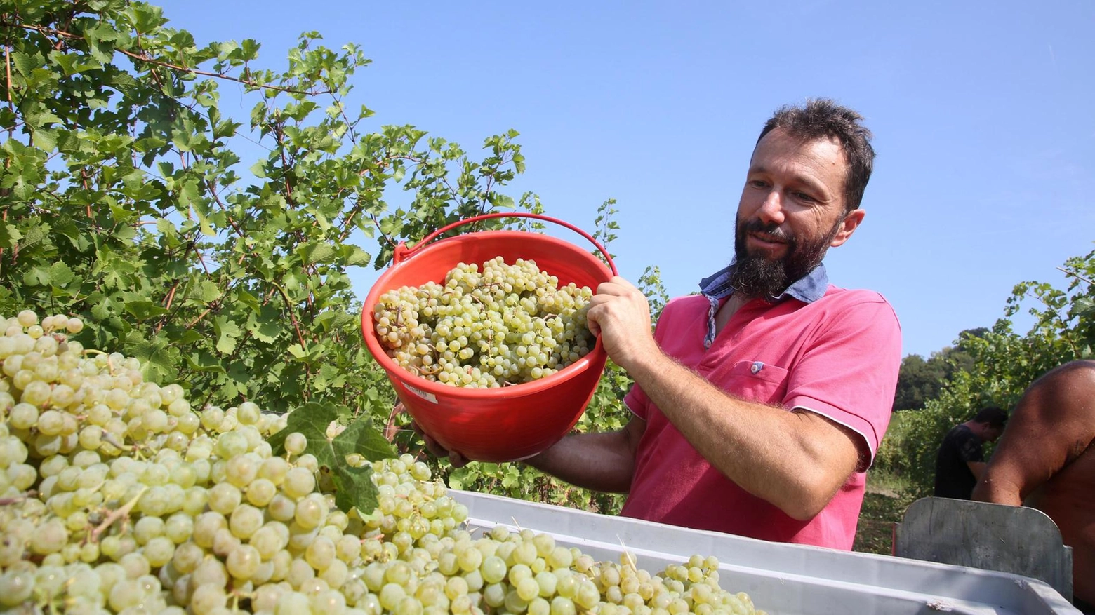 Il lavoro nei nostri campi: "Vendemmia in anticipo. Ma è allarme per i cereali"