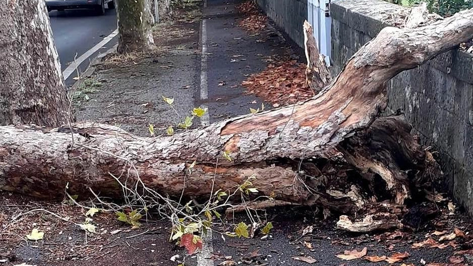 L’albero caduto ieri mattina lungo viale Garibaldi avrebbe potuto provocare seri problemi, invece, per fortuna, non si registrano feriti né...