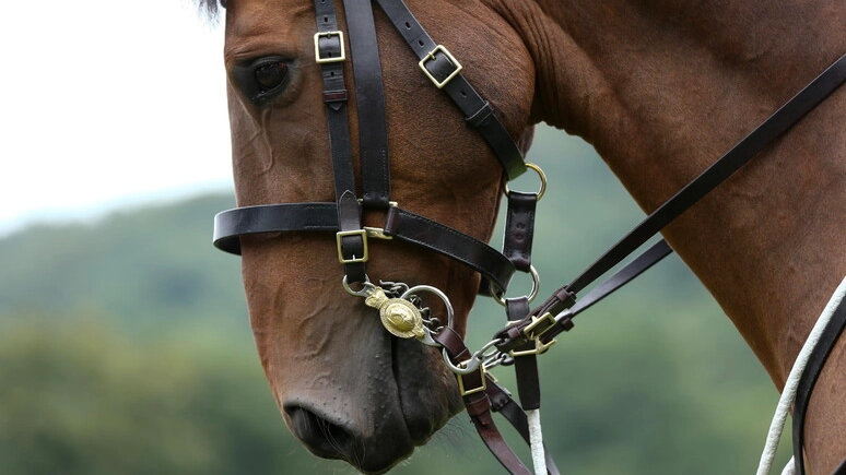 Un cavallo in una foto d'archivio Ansa