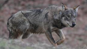 Il lupo al centro del dibattito in Valtellina