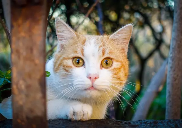 A Calenzano la Festa del Gatto: un evento per sensibilizzare sul randagismo