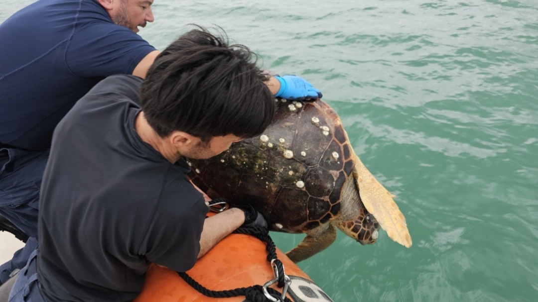 La tartaruga Caretta caretta liberata in mare